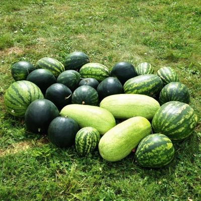 Арбуз Карнавал, смесь Арбуз Карнавал, смесь фото