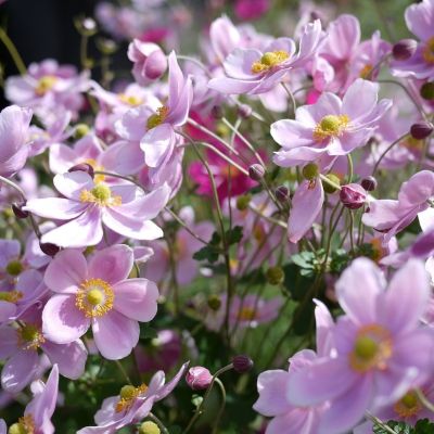 Анемона гибридная Лорелай Анемона гибридная Лорелай - Dolina-Sad.Ru