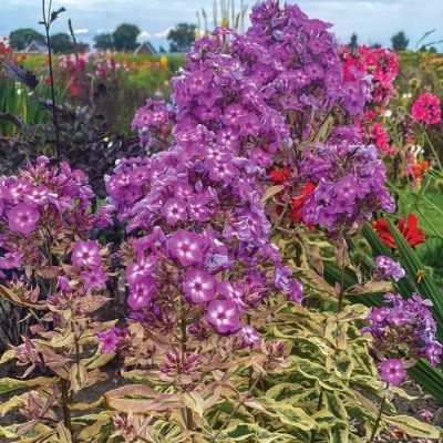 Флокс метельчатый Олимпус - Dolina-Sad.Ru