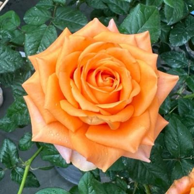 Роза Кингс Дей - Dolina-Sad.Ru