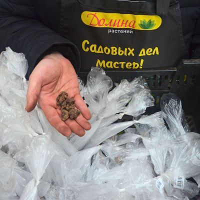 Анемона Мистер Фоккер Анемона Мистер Фоккер фото