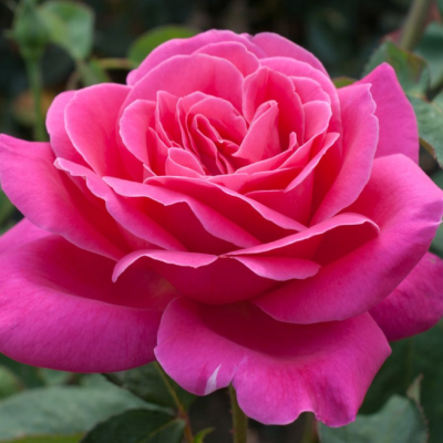 Роза Пинк Пис Роза Пинк Пис фото