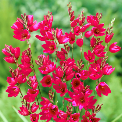 Иксия Венус фото