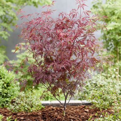 Клен пальмолистный Роял Гарнет - Dolina-Sad.Ru