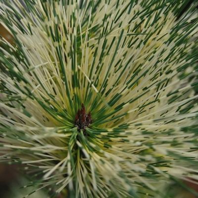 Сосна густоцветковая Окулус-драконис Сосна густоцветковая Окулус-драконис фото