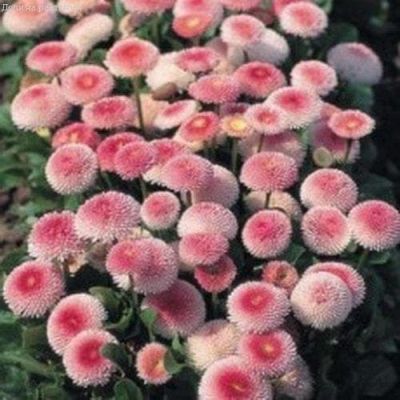 Маргаритка Тассо Стробери энд Крим Маргаритка Тассо Стробери энд Крим фото