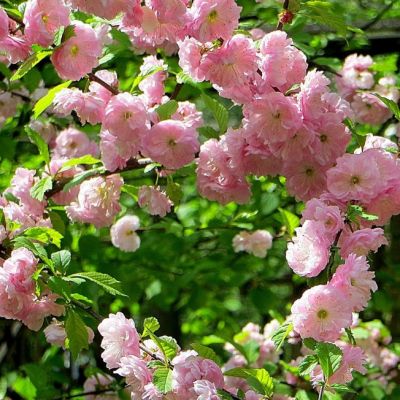 Миндаль трехлопастной Миндаль трехлопастной фото