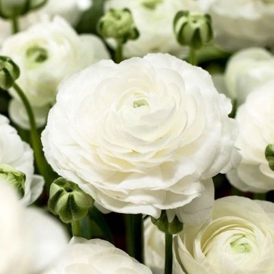 Ранункулюс Уйат фото