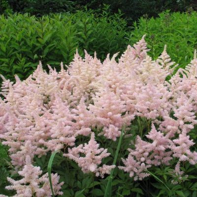 Астильба Лавли Дэй Астильба Лавли Дэй - Dolina-Sad.Ru