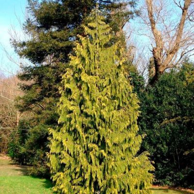 Кипарисовик нутканский Ауреа Кипарисовик нутканский Ауреа - Dolina-Sad.Ru