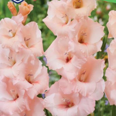 Гладиолус Алонсо Гладиолус Алонсо - Dolina-Sad.Ru