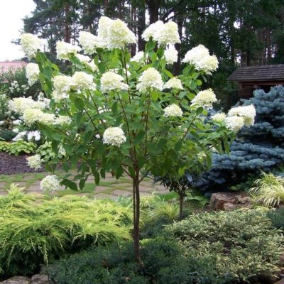 Гортензия метельчатая Канделайт на штамбе - Dolina-Sad.Ru