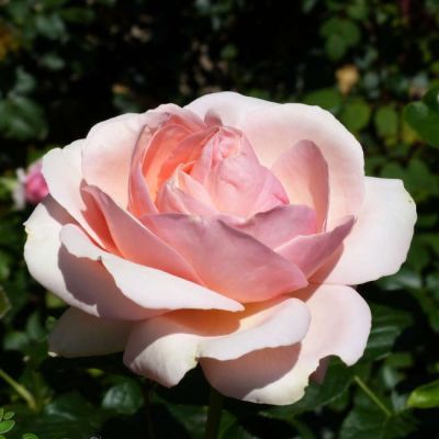 Роза Афродита 1 Роза Афродита 1 - Dolina-Sad.Ru