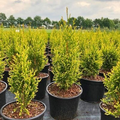 Туя западная Брайт Смарагд, С2 Туя западная Брайт Смарагд, С2 - Dolina-Sad.Ru