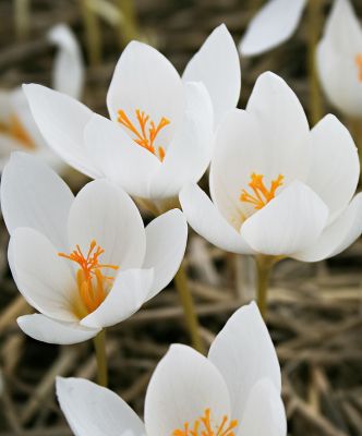 Крокус Альба Крокус Альба фото