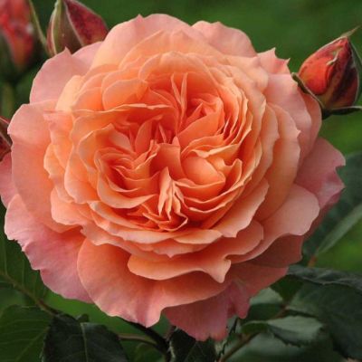 Роза Бельведер Роза Бельведер - Dolina-Sad.Ru