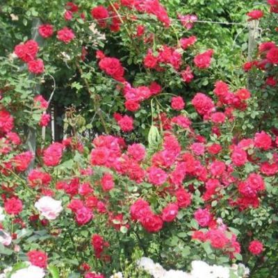 Роза Квебек Роза Квебек - Dolina-Sad.Ru