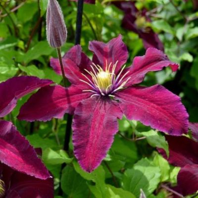 Клематис Стасик Клематис Стасик - Dolina-Sad.Ru