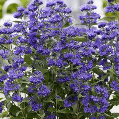 Кариоптерис кладонский хэвенли блю фото