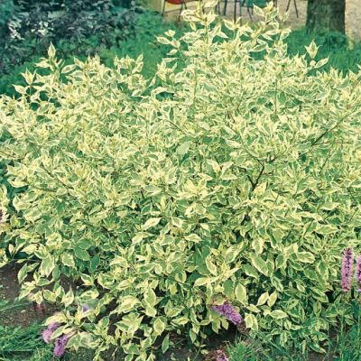 Дерен белый Крим Крекер Дерен белый Крим Крекер фото