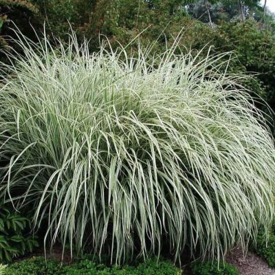 Мискантус китайский Риголетто Мискантус китайский Риголетто - Dolina-Sad.Ru