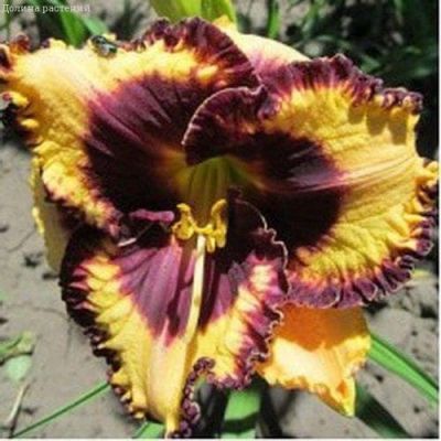 Лилейник Калико Джек Лилейник Калико Джек фото