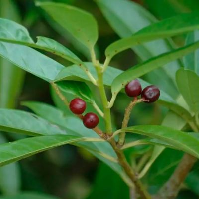 Лавровишня Кавказская Лавровишня Кавказская - Dolina-Sad.Ru