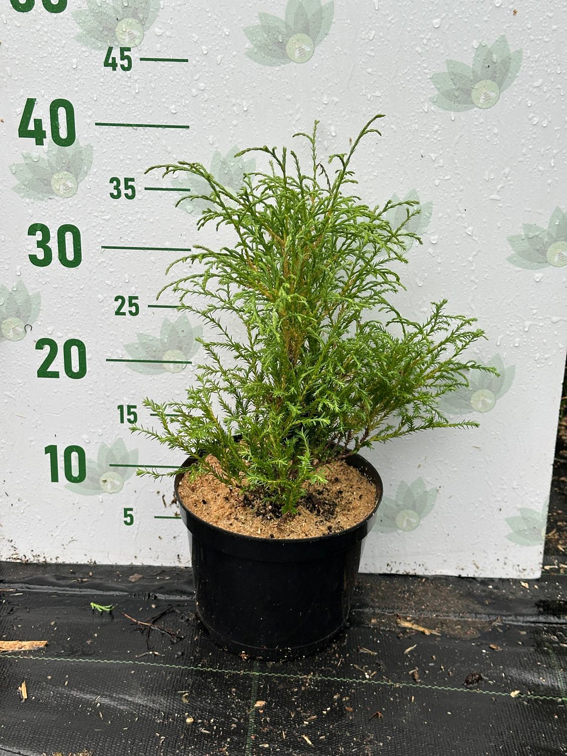 Туя западная Мистер Боулинг Болл, С2 - Dolina-Sad.Ru