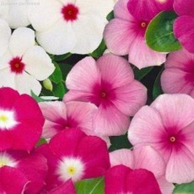 Катарантус Сиеста ассорти Катарантус Сиеста ассорти фото