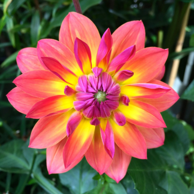 Георгина Файрпот Георгина Файрпот фото