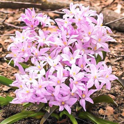 Хионодокса Розеа Хионодокса Розеа - Dolina-Sad.Ru