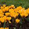 Крокус Голден Еллоу Крокус Голден Еллоу - Dolina-Sad.Ru