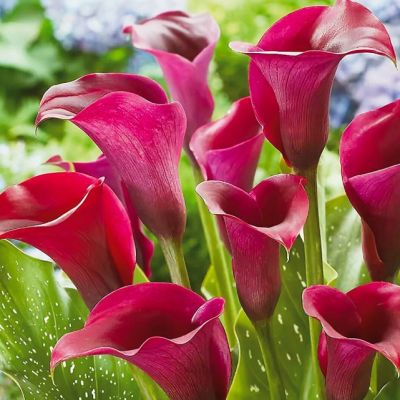 Калла Аллюр Калла Аллюр фото