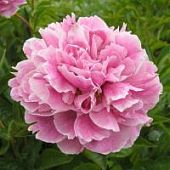 Пион Зе Фаун - Dolina-Sad.Ru