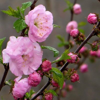 Миндаль трехлопастной Миндаль трехлопастной фото