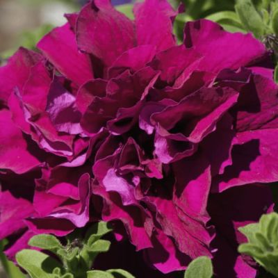 Петуния Махровые многоцветковая Дуо бургунди Петуния Махровые многоцветковая Дуо бургунди фото