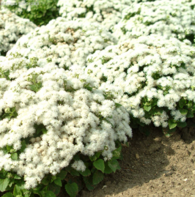 Агератум Белый Шар фото