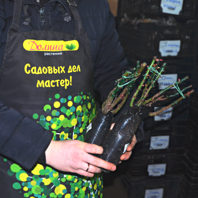 Роза Пинк Пис Роза Пинк Пис фото