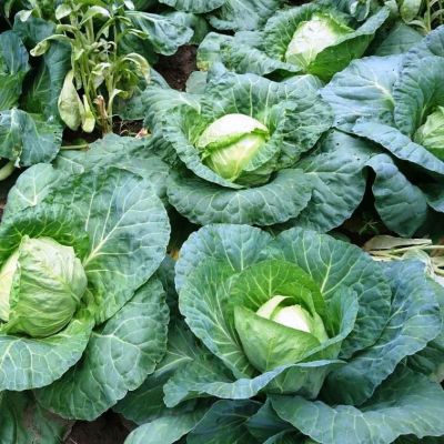 Капуста Белокочанная Июньская Капуста Белокочанная Июньская фото