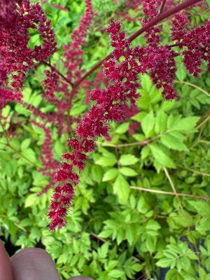 Астильба Арендса Глют фото