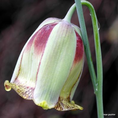 Рябчик иглолепестный Рябчик иглолепестный фото