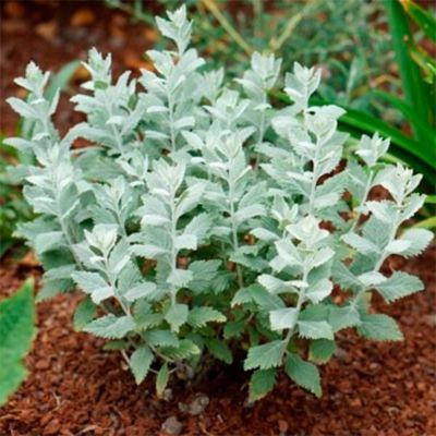 Перовския лебедолистная Силвери Блю Перовския лебедолистная Силвери Блю - Dolina-Sad.Ru