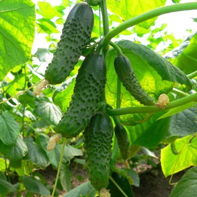 Огурец Даша F1(A) Огурец Даша F1(A) фото