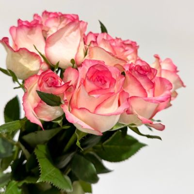 Роза Джумилия - Dolina-Sad.Ru