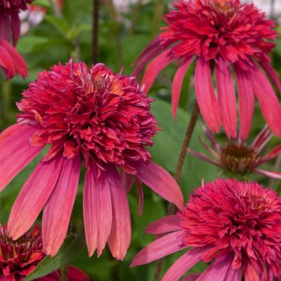 Эхинацея Дабл Скуп Распберри Эхинацея Дабл Скуп Распберри - Dolina-Sad.Ru