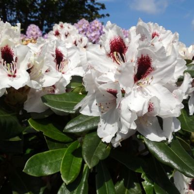 Рододендрон Пикобелло фото