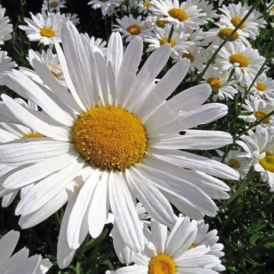 Нивяник великолепный Аляска Нивяник великолепный Аляска - Dolina-Sad.Ru