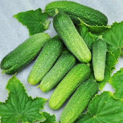 Огурец Драгун (A) Огурец Драгун (A) фото