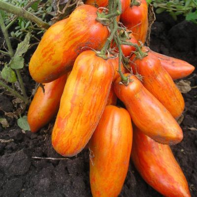 Томат Перцевидный полосатый Томат Перцевидный полосатый фото