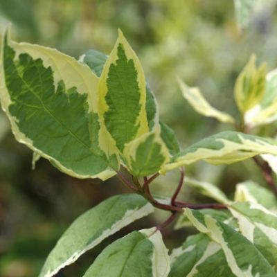 Дерен белый Крим Крекер Дерен белый Крим Крекер фото